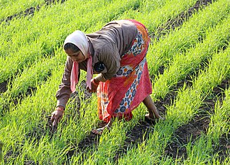 PM किसान की 24वीं किस्त जल्द: ₹2000 पाने के लिए ये काम आज ही निपटा लें